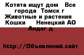 Котята ищут дом - Все города, Томск г. Животные и растения » Кошки   . Ненецкий АО,Андег д.